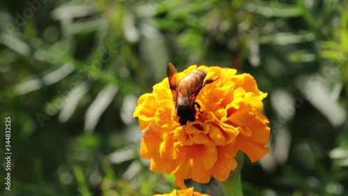 honey bee collecting pollen into flower
