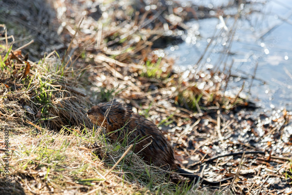 A small furry animal on the shore of a spring lake. Muskrat by the pond. Wet hair. Wildlife. A small furry animal on the shore of a spring lake. Muskrat by the pond. Wet hair. Wildlife.