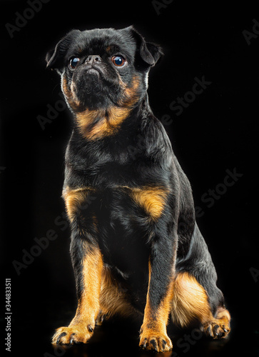 Brabancon, griffon, dog, Small dog, bird pit Brabancon, dog on a black background