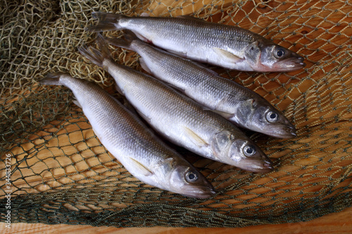 Smelt fishes on net. Pacific smelt variety