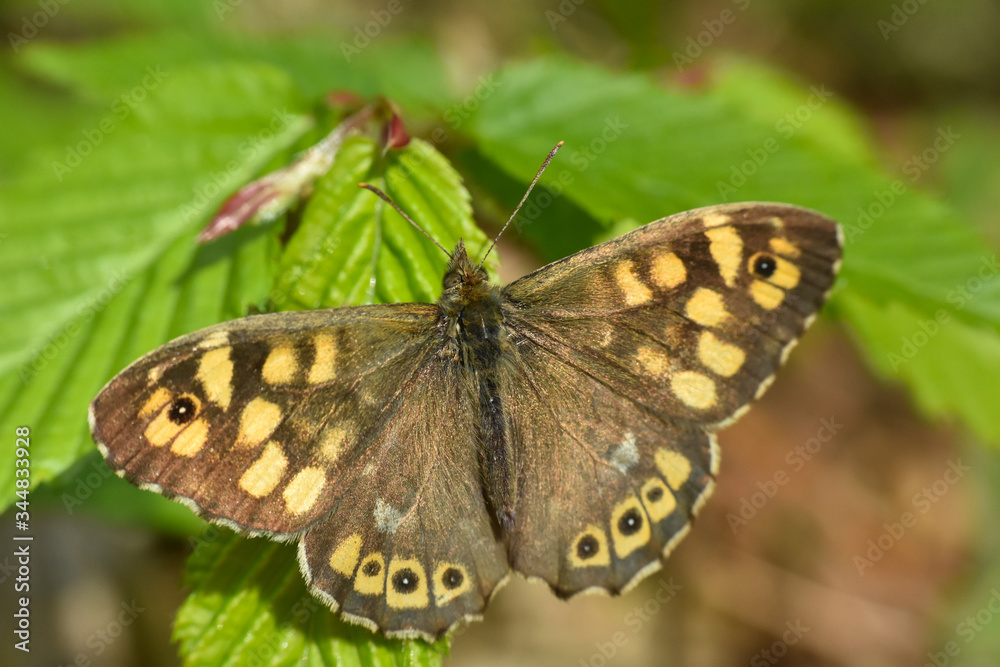 Speckled Wood butterfly, Pararge aegeria. Butterfly is mostly common on the edge of the forest Speckled Wood butterfly, Pararge aegeria. Butterfly is mostly common on the edge of the forest