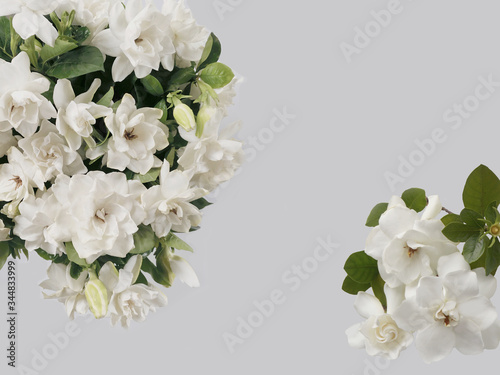 Beautiful blooming white gardenia flower isolated on white background.