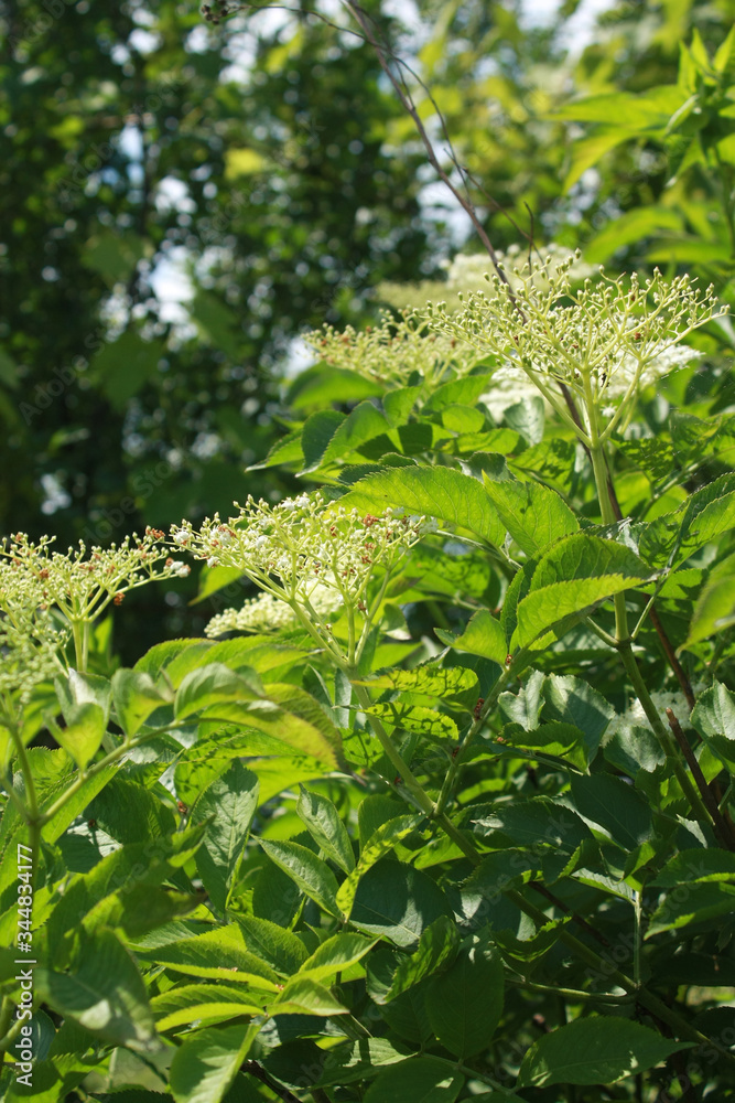 Bush of flowering elderberry in the wild Bush of flowering elderberry in the wild