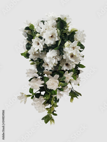 Beautiful blooming white gardenia flower isolated on white background.