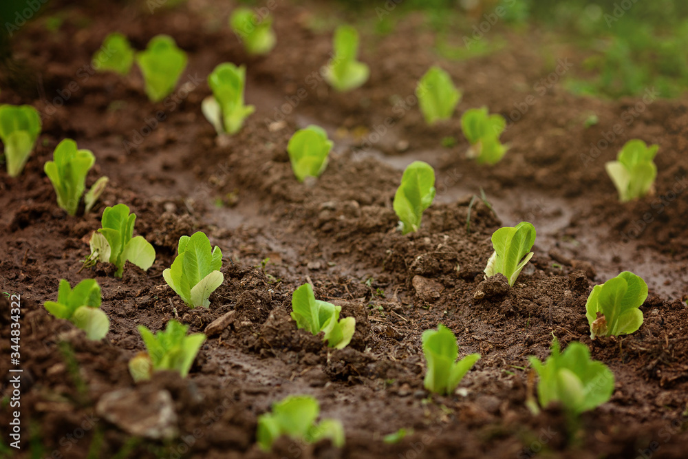 Fresh leaves of green lettuce salad growing in soil in garden. Fresh green lettuce growing in vegetable garden. Home organic gardening in Cyprus Fresh leaves of green lettuce salad growing in soil in garden. Fresh green lettuce growing in vegetable garden. Home organic gardening in Cyprus