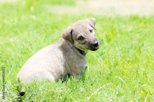 A Puppy playing in the green grass