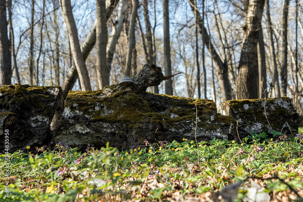 An old fallen tree in a clearing in the forest. Tree bark covered with moss. The meadow is covered with spring flowers. An old fallen tree in a clearing in the forest. Tree bark covered with moss. The meadow is covered with spring flowers.