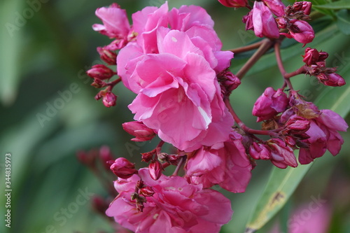 Quadro su tela Floribunda rosa, flores modernas de jardín