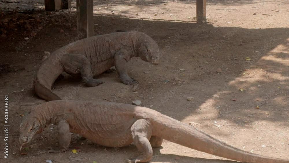 Slow Motion shot of Komodo dragons walking at national park, lizards on