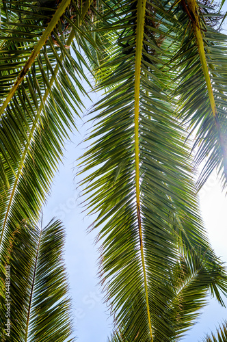 Green leaves of palm tree against blue sky, bottom view close up.