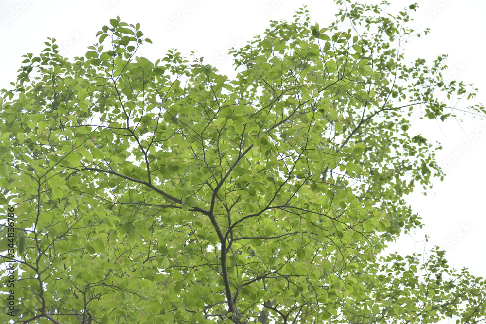Fototapeta premium spring time tree on the forest 
