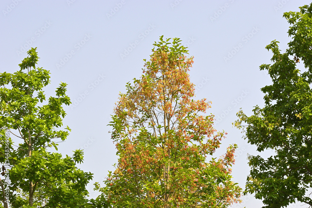 Fototapeta premium spring time tree or Sal tree and flower 