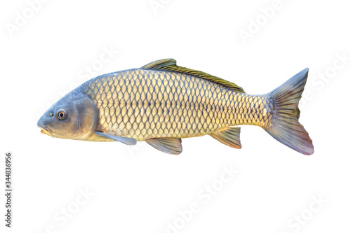 Common carp of Guadiana River, Spain