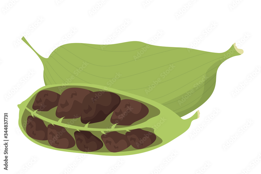 Fototapeta premium Cardamom spice vector isolated. Green natural ingredient