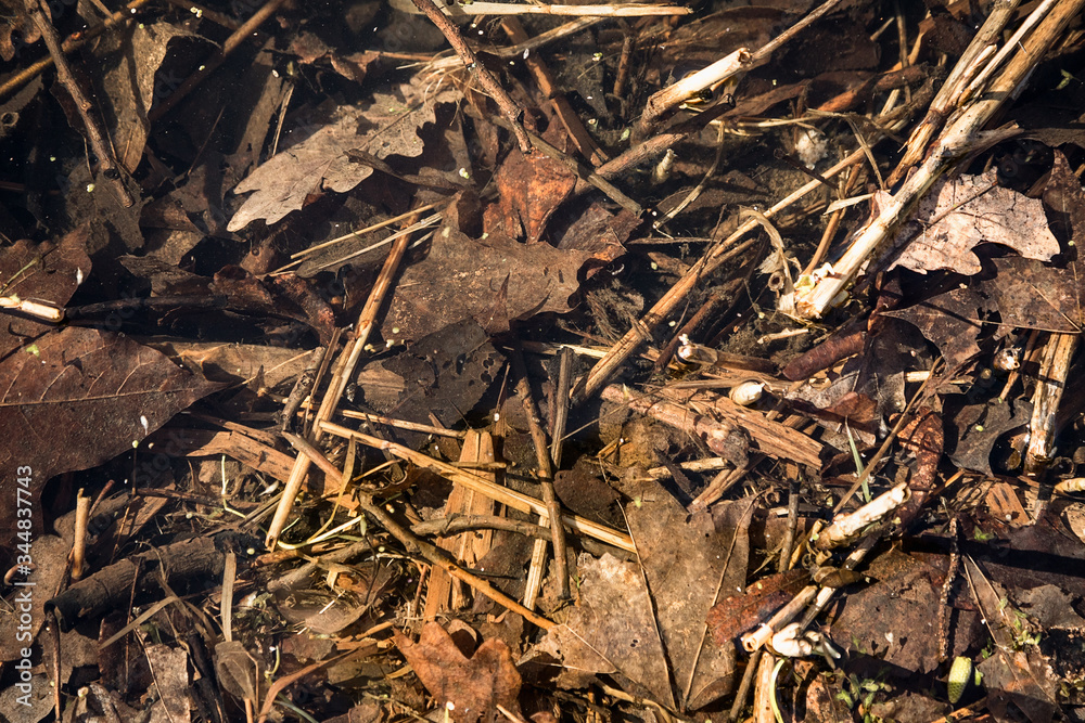 Fallen leaves in the water. Old rotten leaves in late autumn. Autumn mood. Brown and orange tones. Lake in autumn Park.