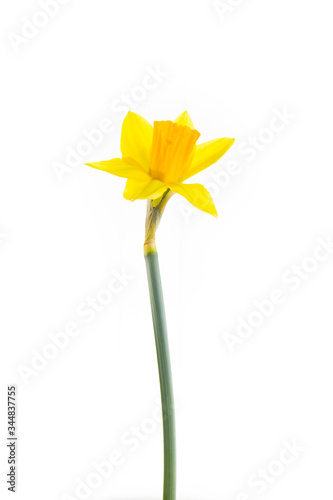 Wiosenne żółte kwiaty żonkila