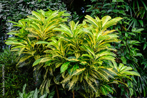 Minimalist monochrome textured natural background of many green and yellow leaves of Codiaeum variegatum plant, commonly known as fire or variegated croton, in a sunny spring garden 