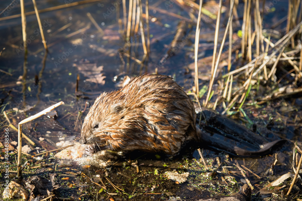 A wet muskrat sits on the shore of the lake and eats. Wet fur. Wildlife. Funny face.