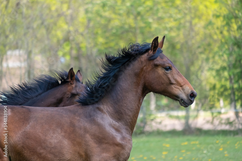 A head of stallion horses, at a sunny day. Galloping dressage horse stallions in a meadow. Breeding horses