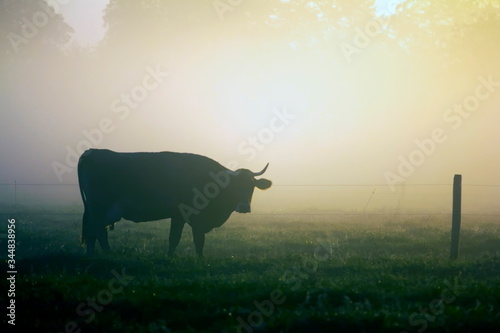 Cow in the fog