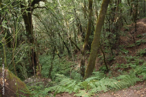 Naturaleza de Garajonay - La Gomera