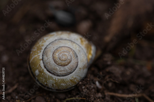 close up of a snail on leaf