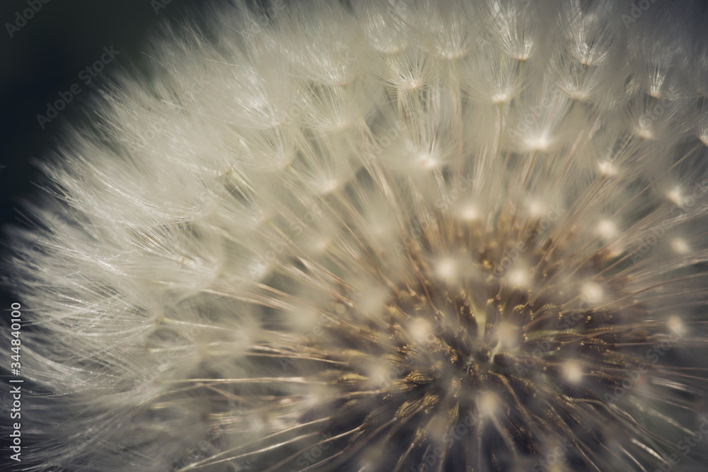 Obraz premium dandelion seeds on black