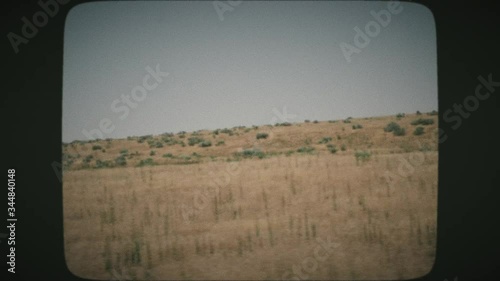 Driving view of bisons resting on a hot summer prairie at Antelope Island, near the Great Salt Lake. VINTAGE FILM. 