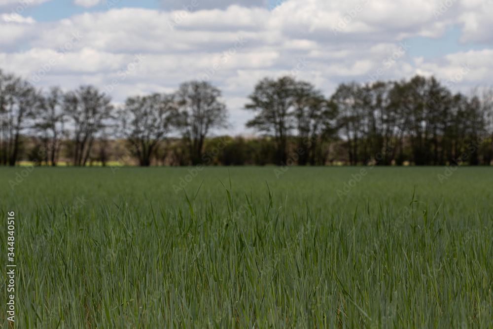 Fototapeta premium field of grass and sky