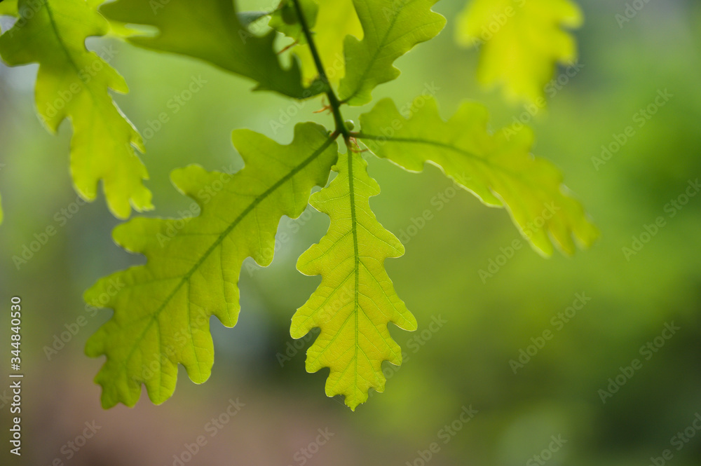 Green oak leaves. Smooth background. Green oak leaves. Smooth background.