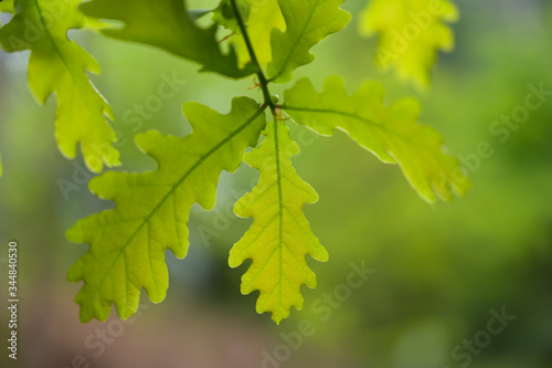 Green oak leaves. Smooth background.