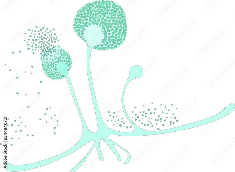 Structure of Rhizopus under microscope