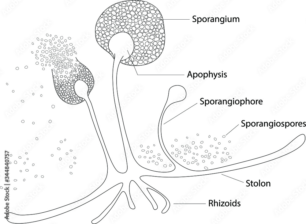 Rhizopus Sporangia Labeled