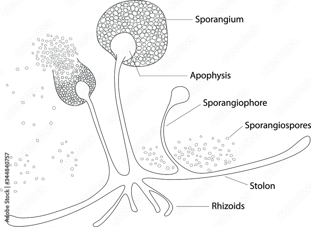 Labeled Rhizopus Diagram At David Dodd Blog