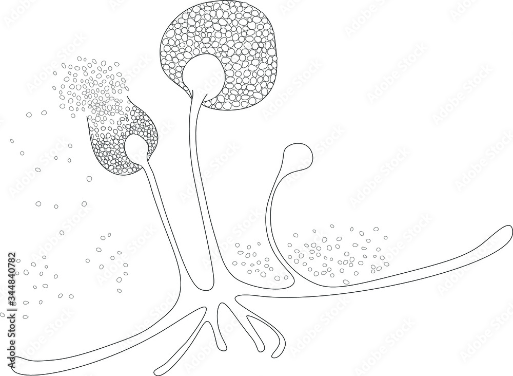 Structure of Rhizopus under microscope