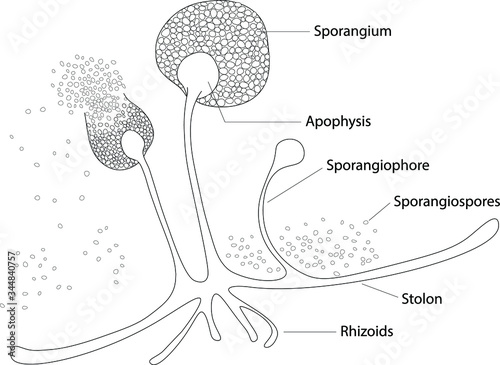 Structure of Rhizopus under microscope