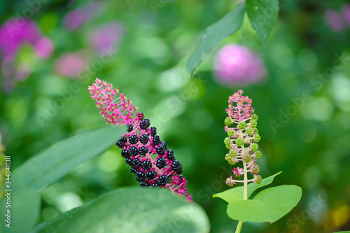 Unusual flower of lacunosa with fruits and seeds in green leaves on a green background in the garden photo