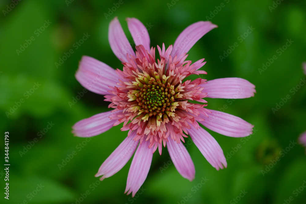 Echinacea pink, flower in the garden close-up on a green background, top view Echinacea pink, flower in the garden close-up on a green background, top view
