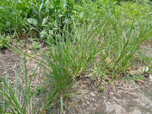 Close up green Eleusine indica (Indian goosegrass, yard grass, goosegrass, wiregrass, crow foot grass, lulangan). This plant is a species of grass in the family Poaceae. It is a small annual grass. photo