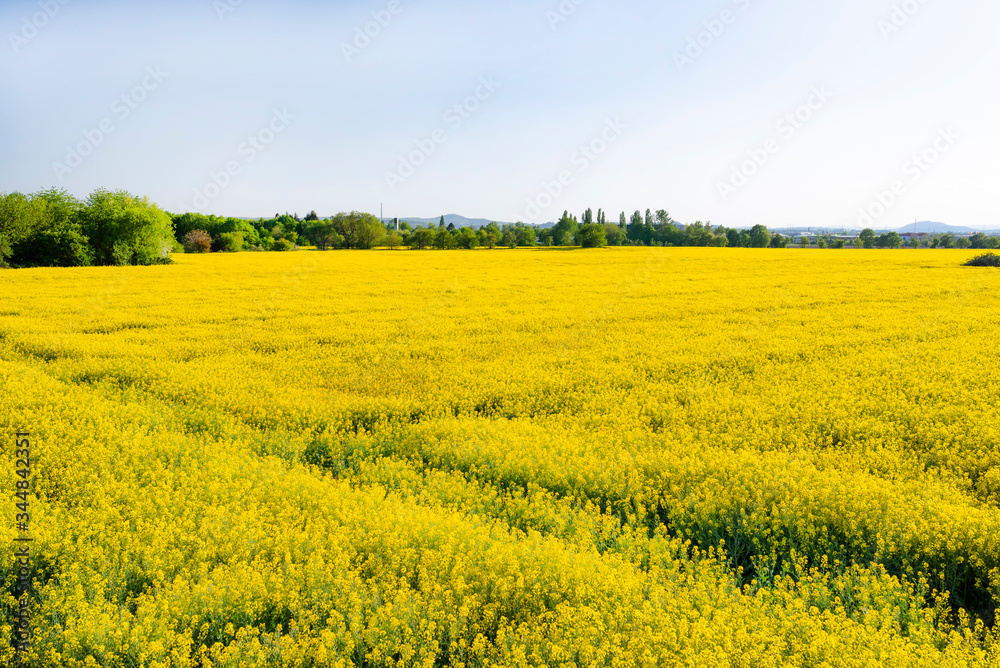 Ripened rapeseed on a field in western Germany, in the background a blue sky, natural light. Ripened rapeseed on a field in western Germany, in the background a blue sky, natural light.