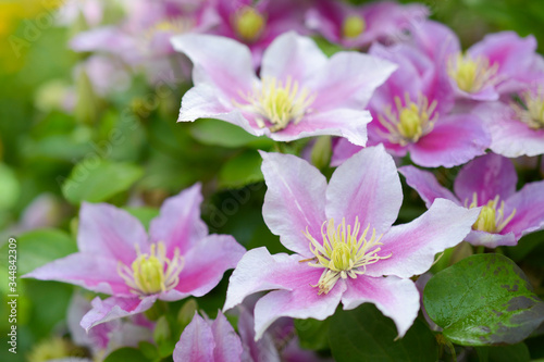Wall of soft pink clematis flowers on a green background in the summer garden © Leila