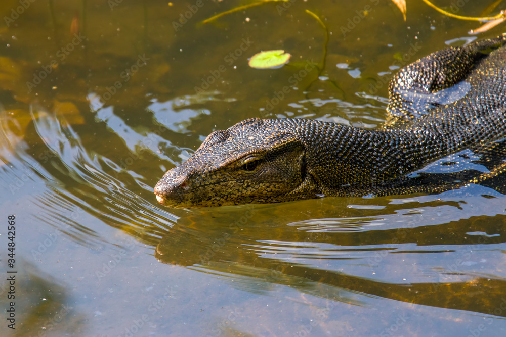 an Asian water monitor(Varanus salvator) is doing sun bath in Sungei Buloh Wetland Reserve Singapore.
It is a large varanid lizard native to South and Southeast Asia. an Asian water monitor(Varanus salvator) is doing sun bath in Sungei Buloh Wetland Reserve Singapore.
It is a large varanid lizard native to South and Southeast Asia.