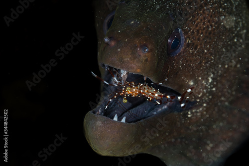 Muraenidae - .Moray eels photo