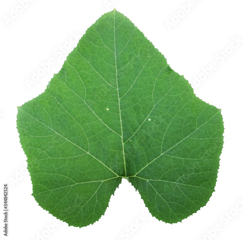 Vegetable, Bunch of Ivy Gourd Leaves Isolated on White Background. Green leaves