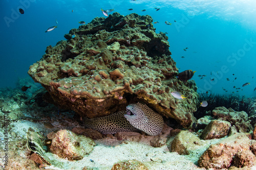 Wallpaper Mural Muraenidae - .Moray eels Torontodigital.ca