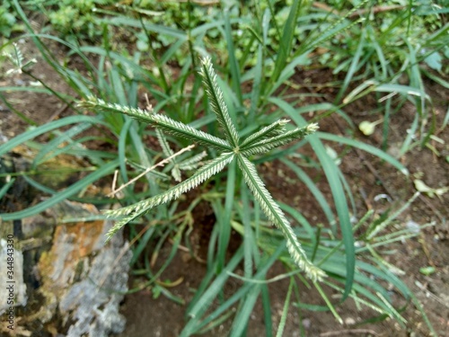 Close up green Eleusine indica (Indian goosegrass, yard grass, goosegrass, wiregrass, crow foot grass, lulangan). This plant is a species of grass in the family Poaceae. It is a small annual grass. photo