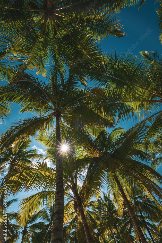 big coconut palm trees on paradise island with sunny sky, Isla Saona, Dominican Republic