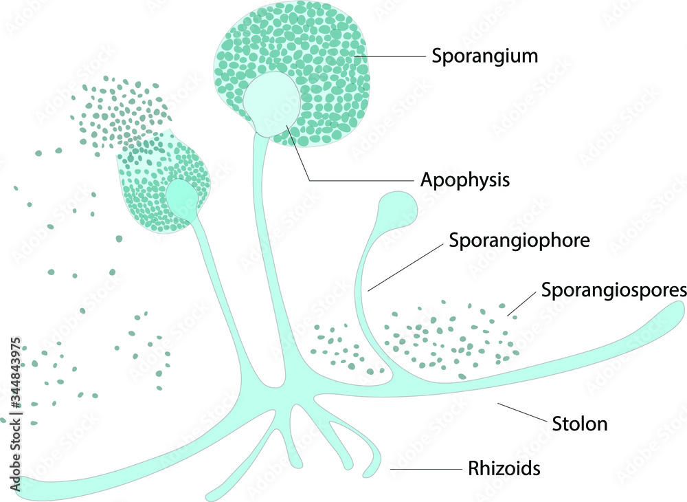 Structure of Rhizopus under microscope