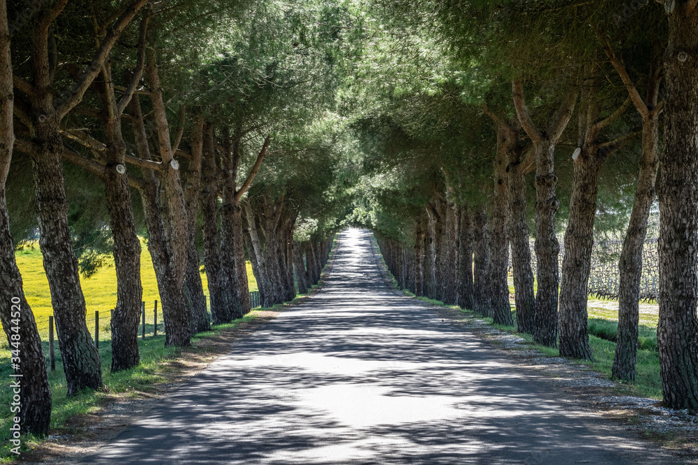 Alentejo road with trees on a farm field