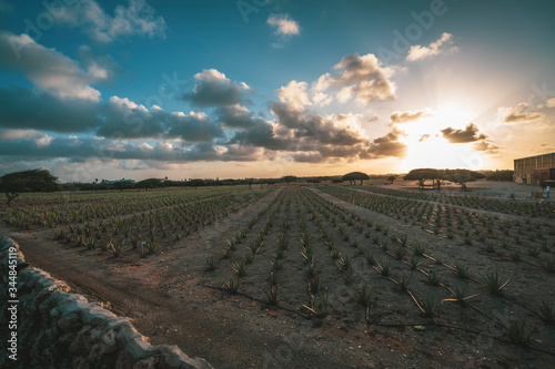 big aloe very farm during sunset, Aruba, Caribbean